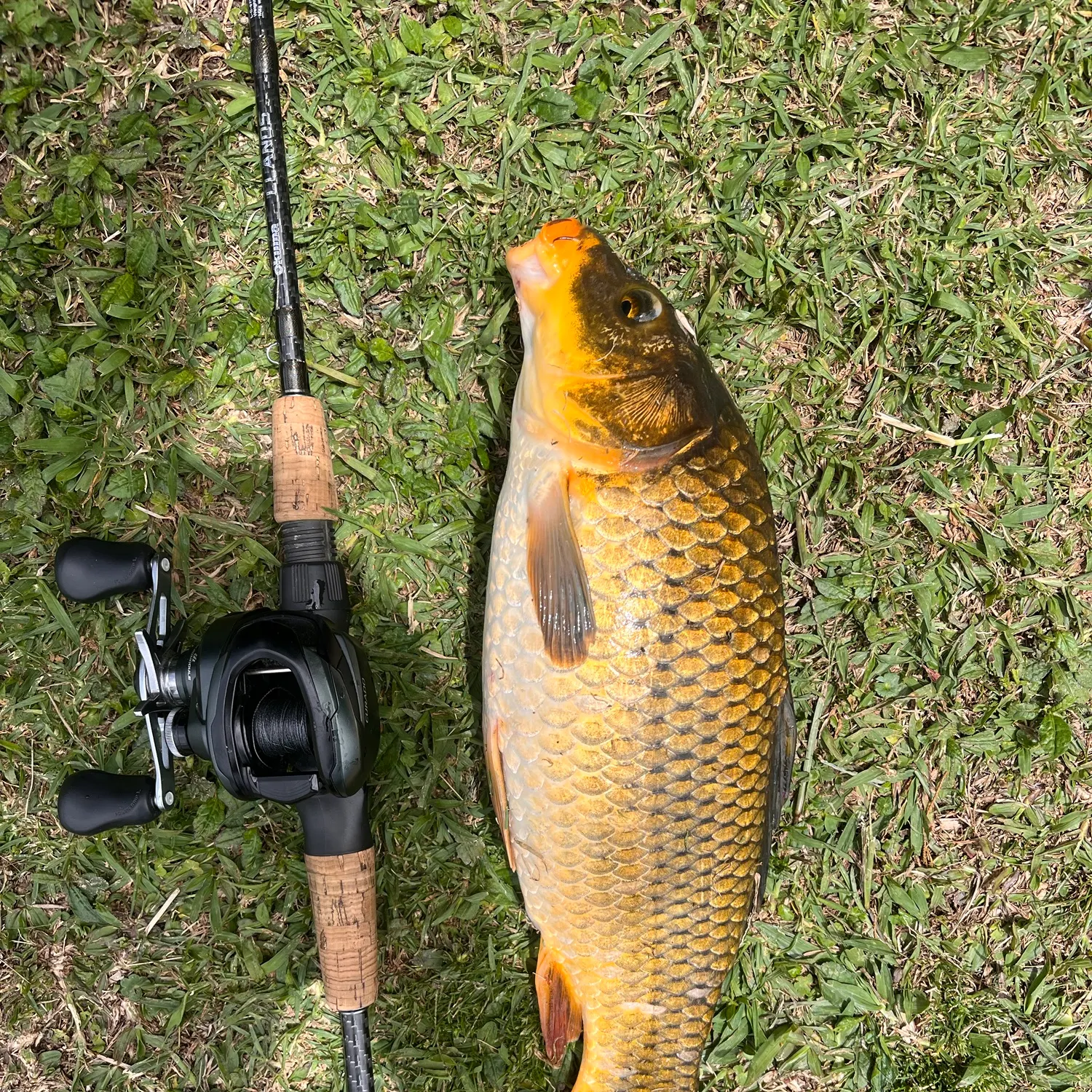 The most recent Koi x common carp catches on Fishbrain