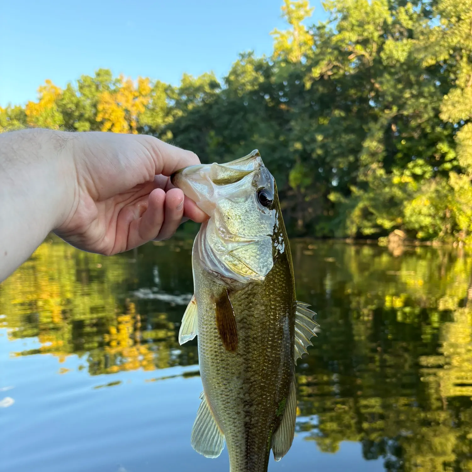 Largemouth bass caught on Fishbrain