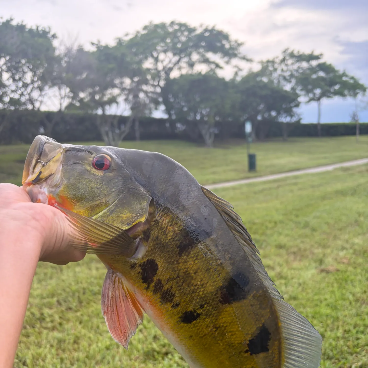 Butterfly peacock bass caught on Fishbrain