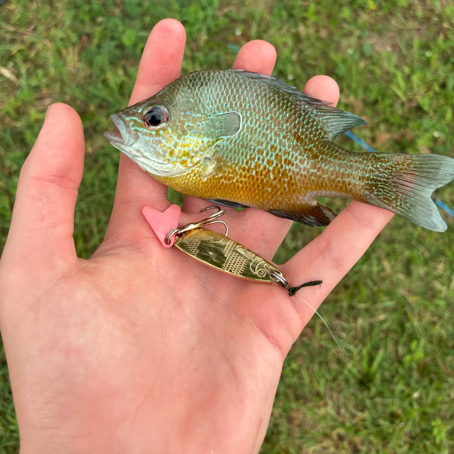 The most recent Plains longear sunfish catches on Fishbrain