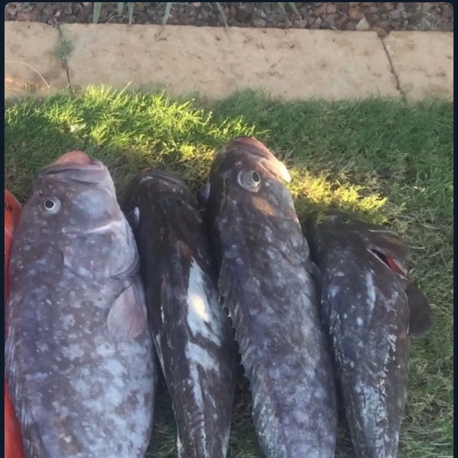 The most recent Coral hind catches on Fishbrain
