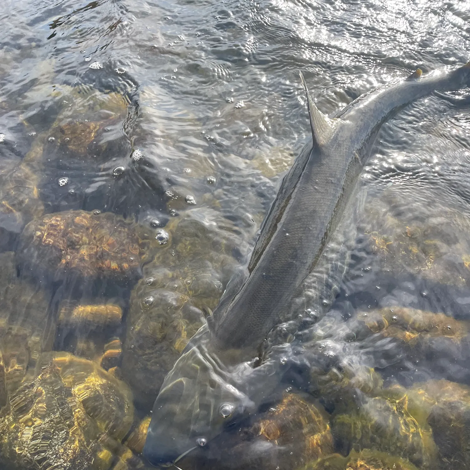 Chum salmon caught on Fishbrain
