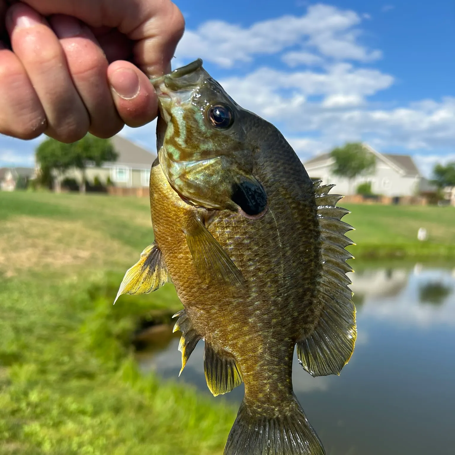 The most recent Pumpkingill hybrid catches on Fishbrain