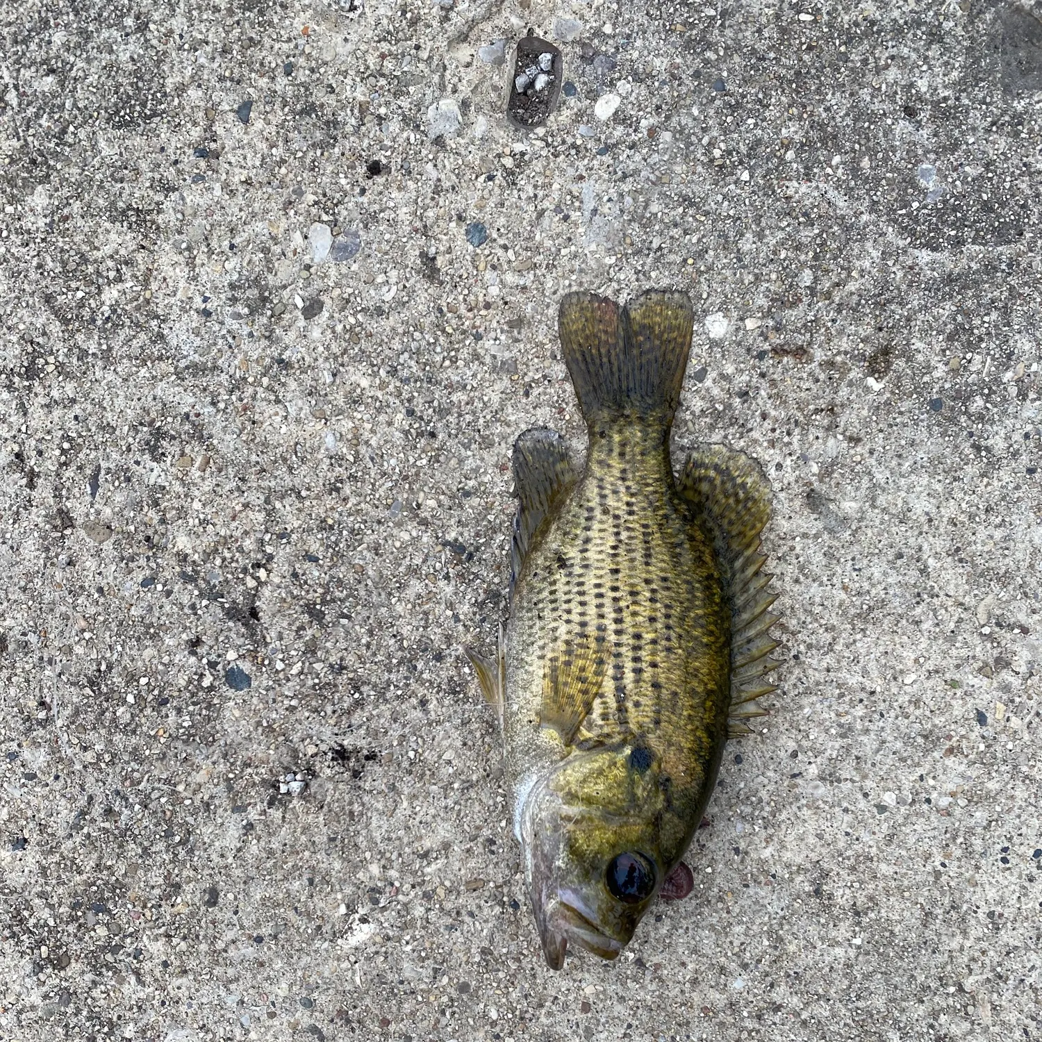 Rock bass caught on Fishbrain