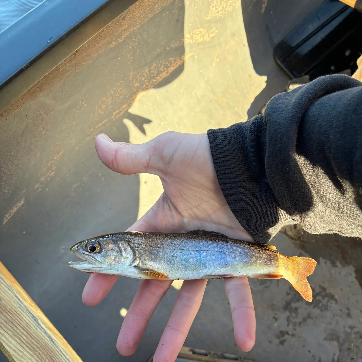 The most recent Splake catches on Fishbrain