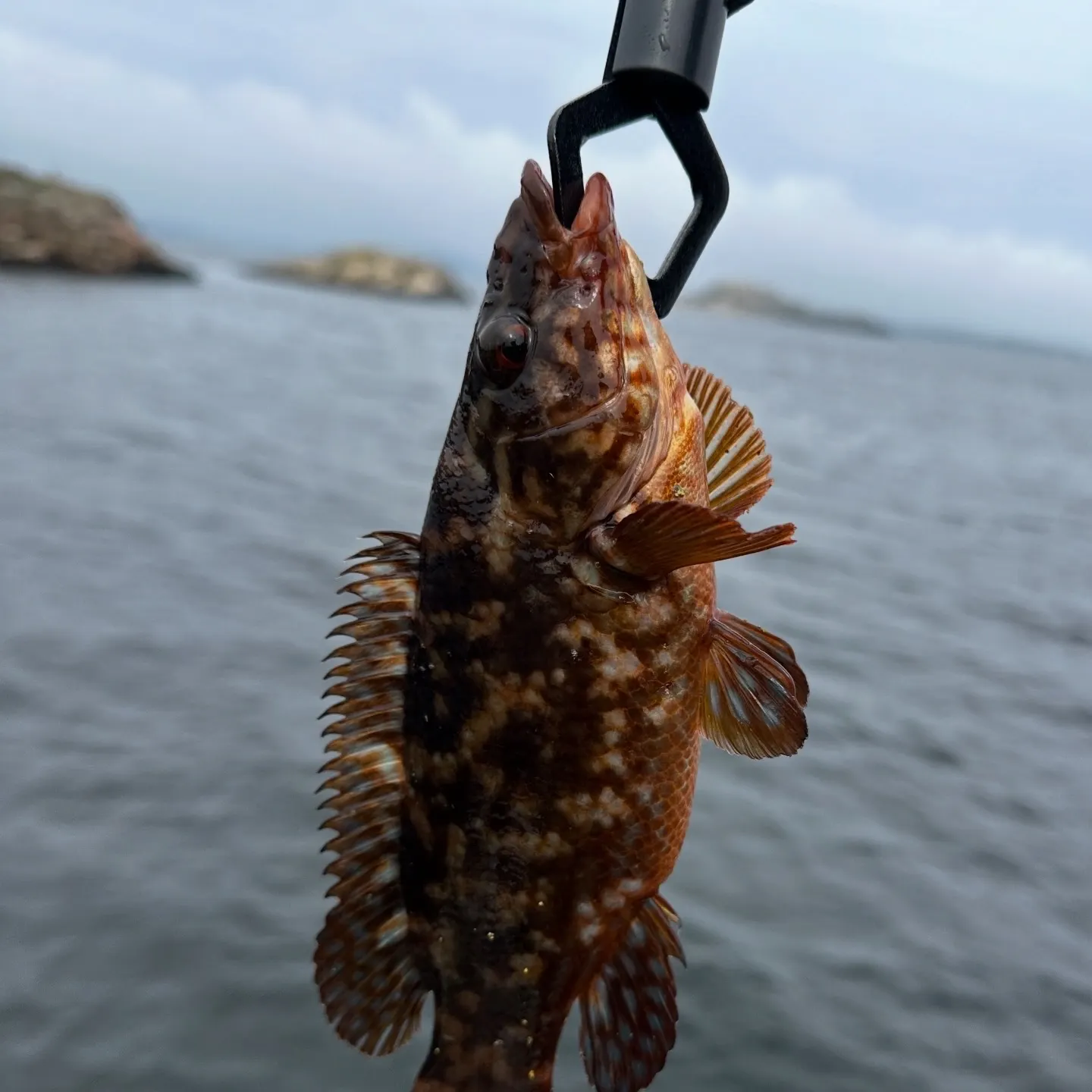 The most recent Corkwing wrasse catches on Fishbrain