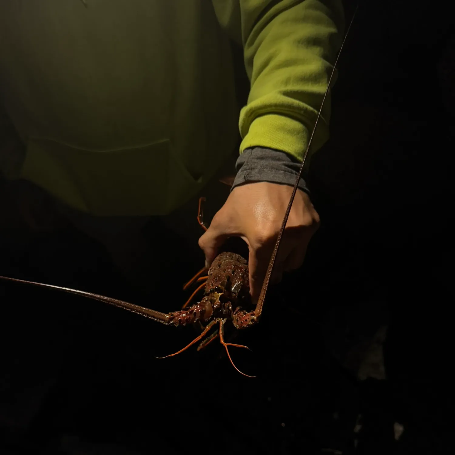 The most recent California spiny lobster catches on Fishbrain