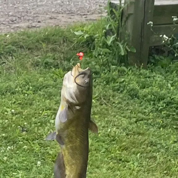Fish caught on Fishbrain