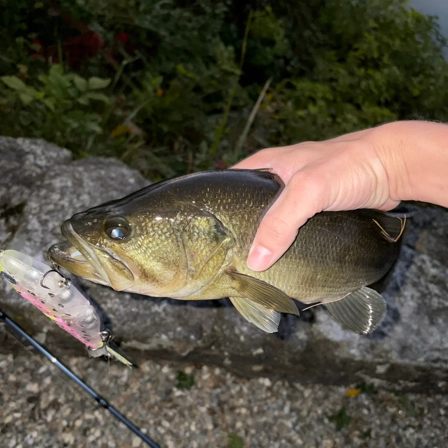 Largemouth bass caught on Fishbrain