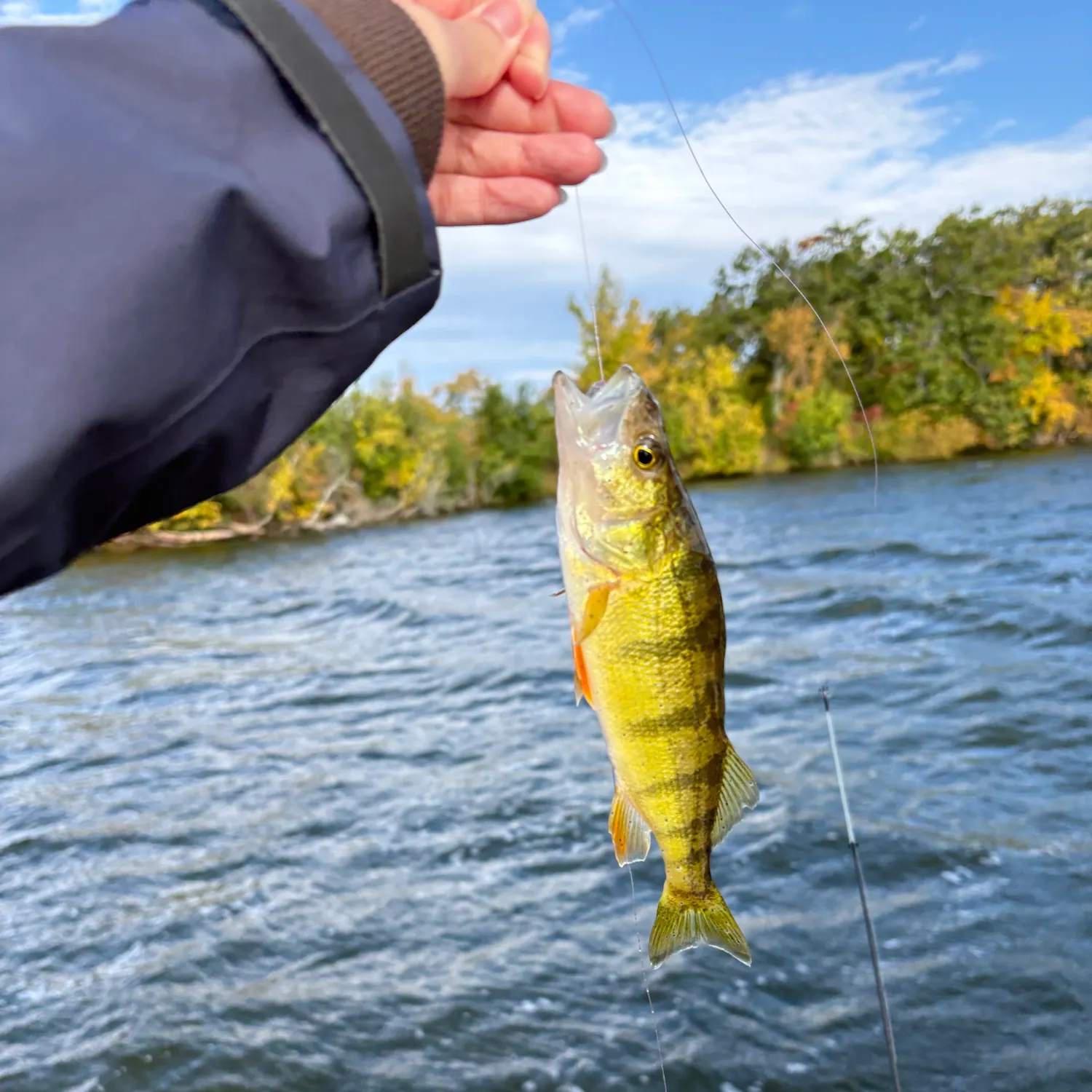 Yellow perch caught on Fishbrain