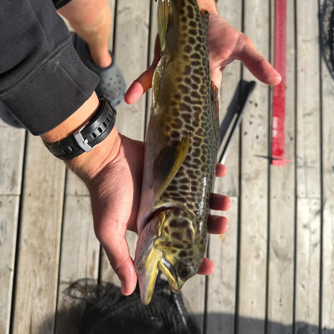 Tiger trout caught on Fishbrain