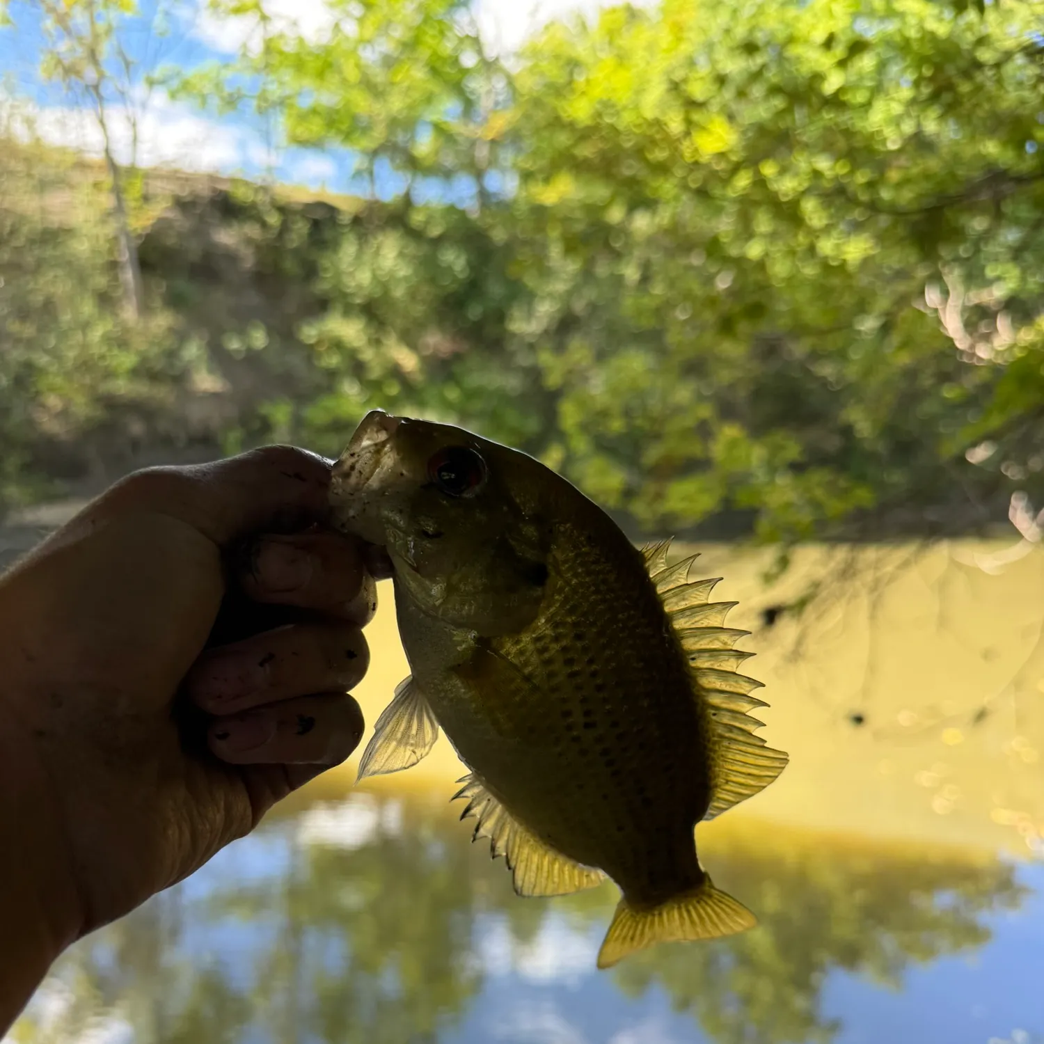 Rock bass caught on Fishbrain