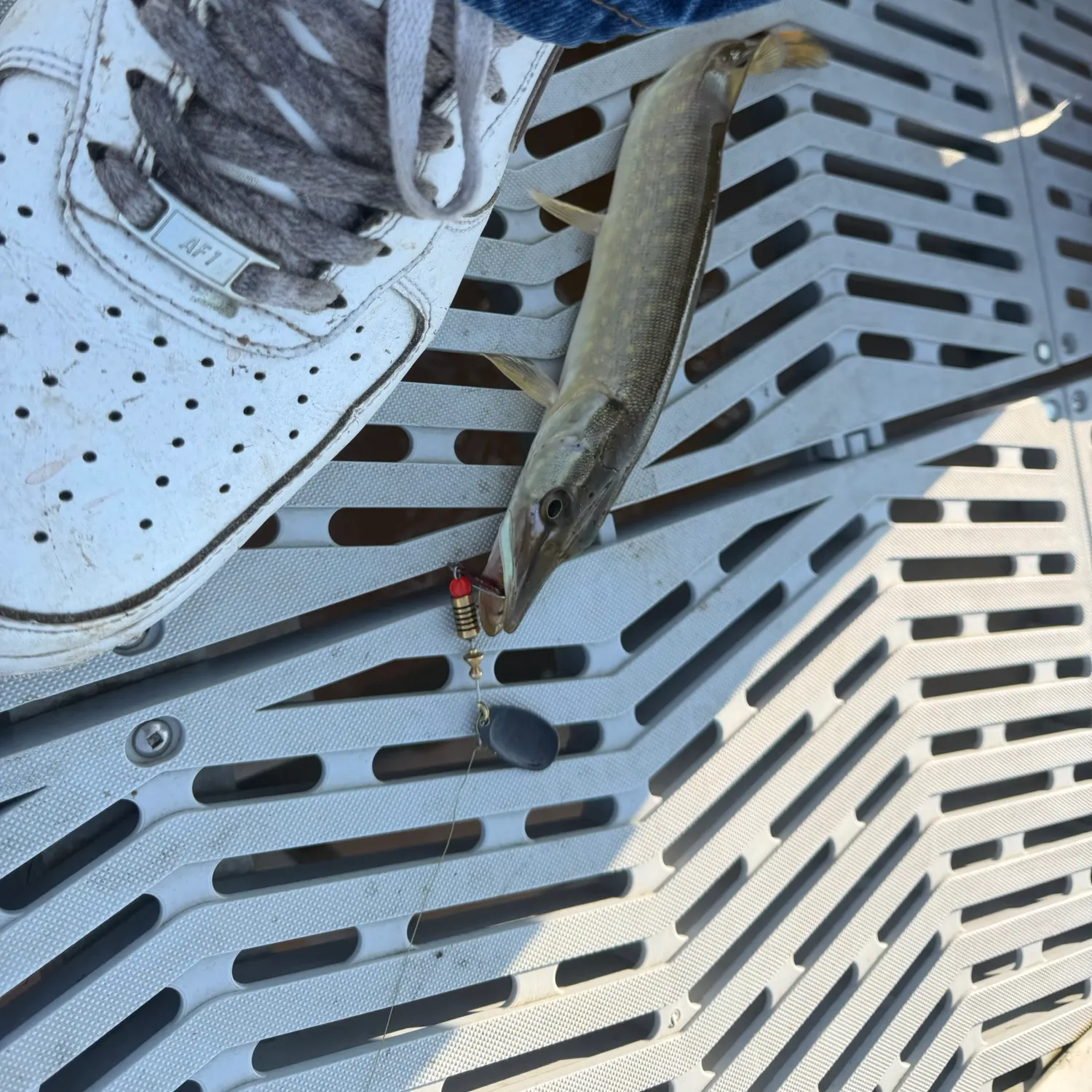 Northern pike caught on Fishbrain