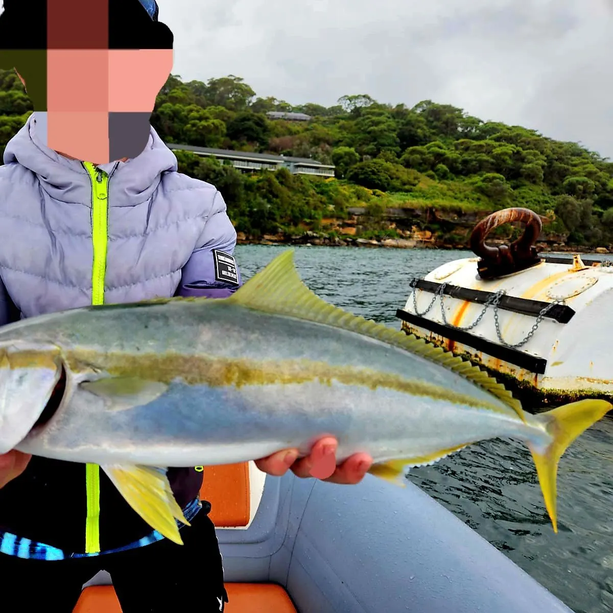 The most recent Southern yellowtail amberjack catches on Fishbrain