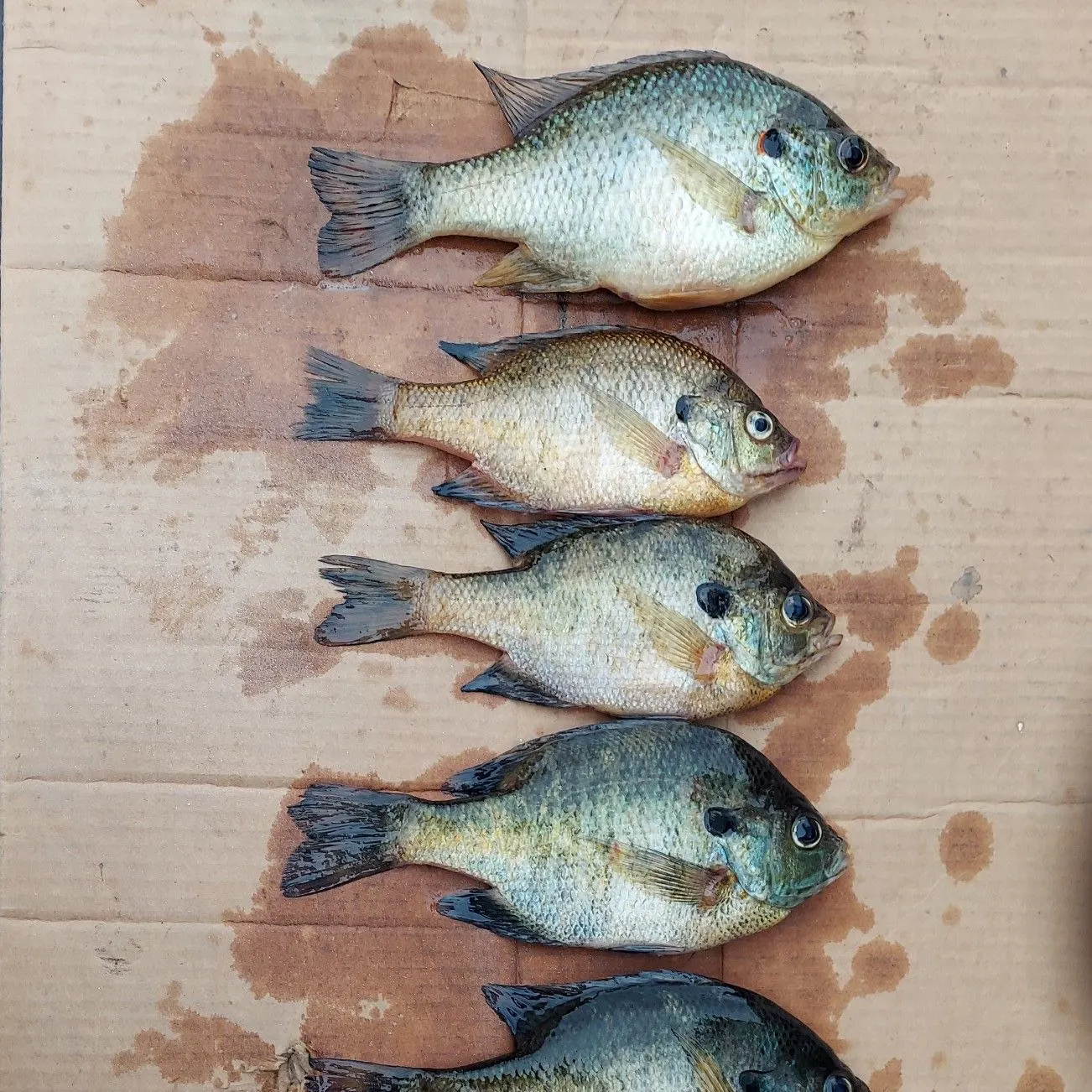 recently logged catches