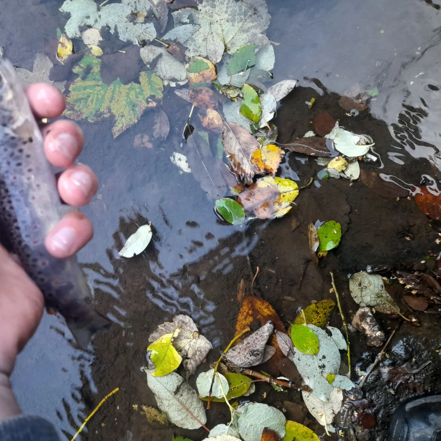 Brown trout caught on Fishbrain