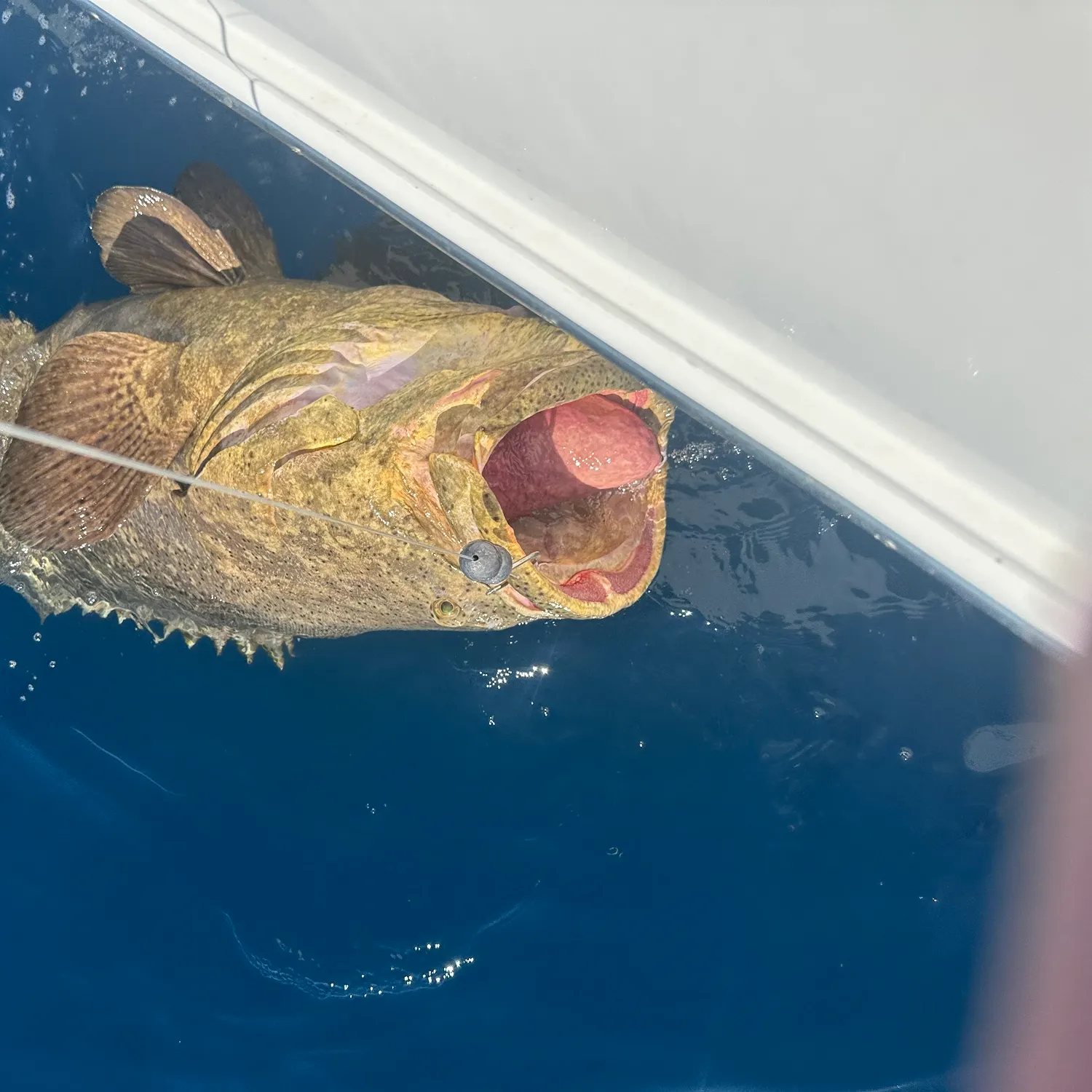 Atlantic goliath grouper caught on Fishbrain