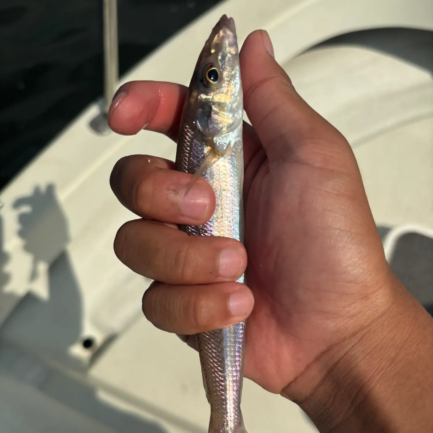 The most recent Japanese whiting catches on Fishbrain