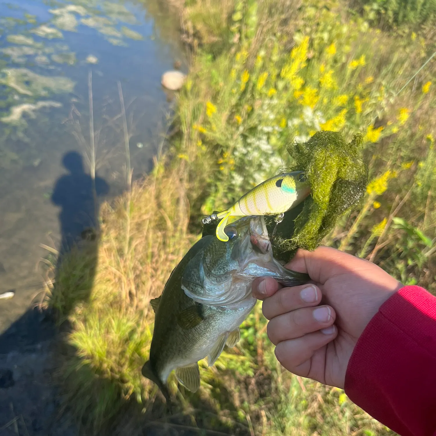 Largemouth bass caught on Fishbrain