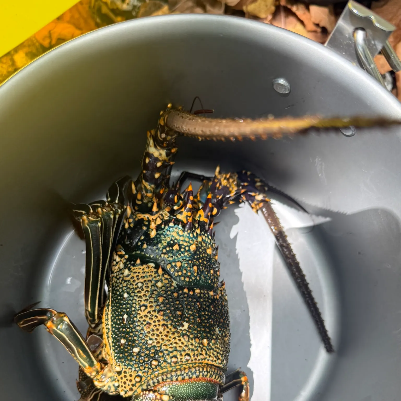 The most recent Green spiny lobster catches on Fishbrain