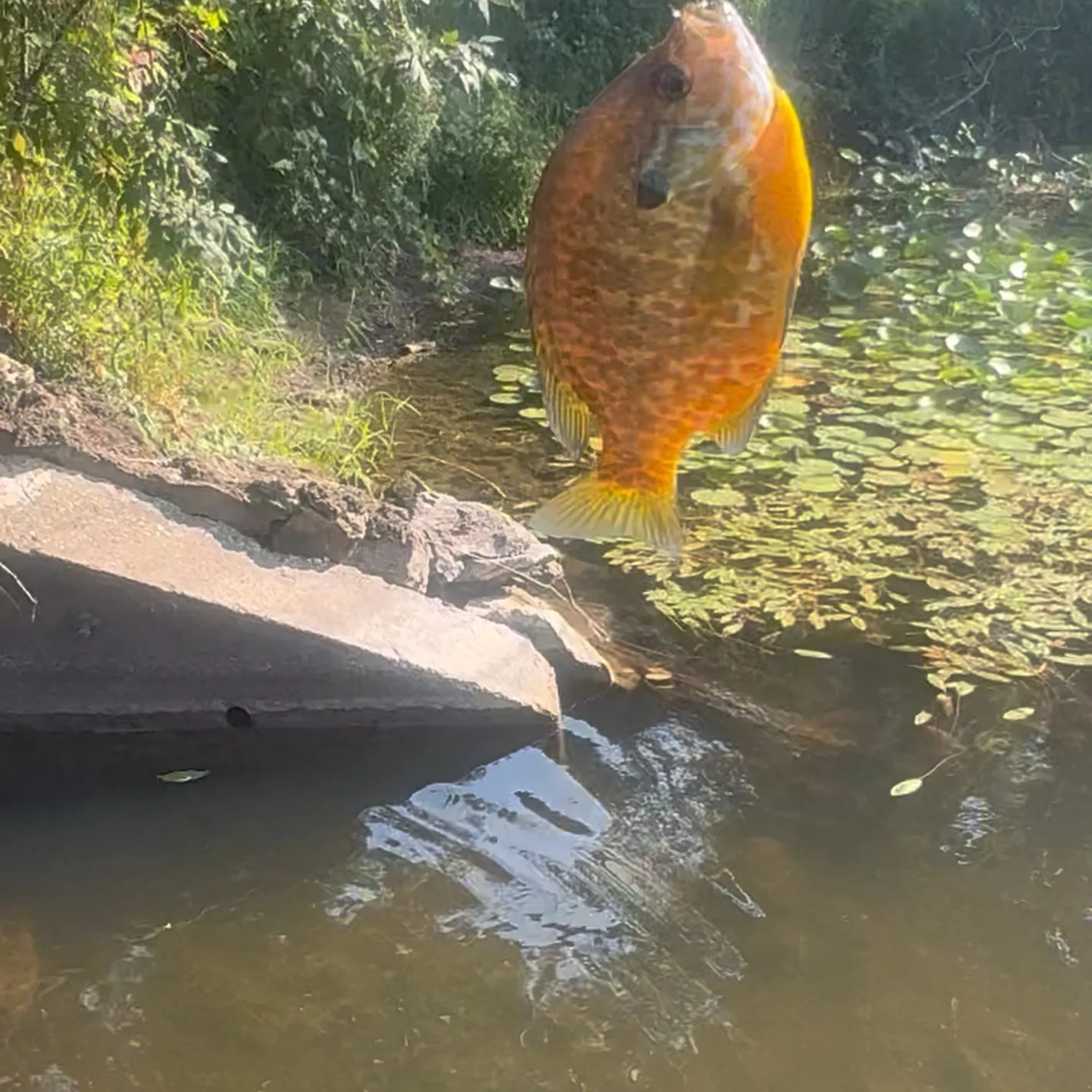 Fish caught on Fishbrain