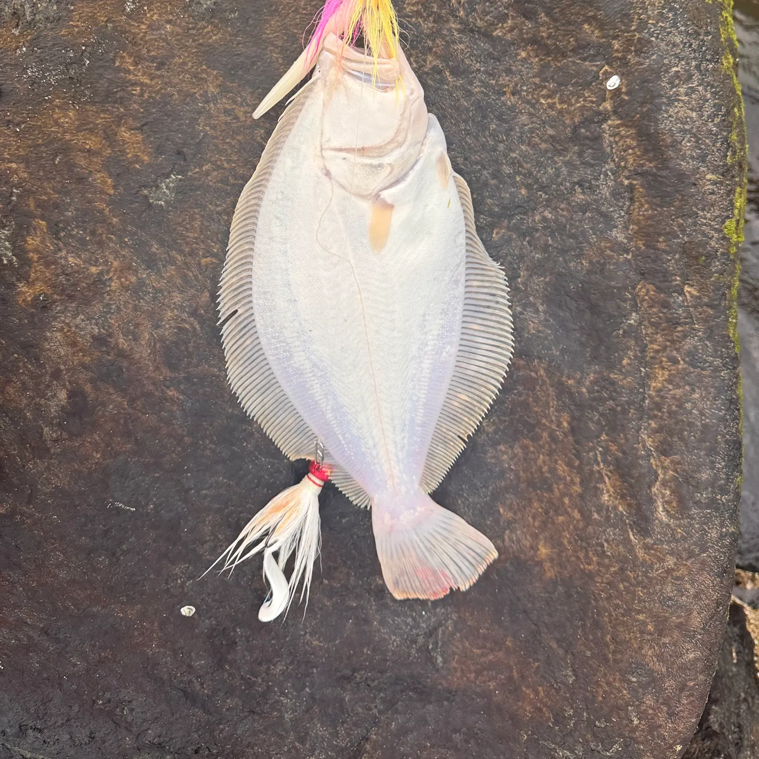 Summer flounder caught on Fishbrain