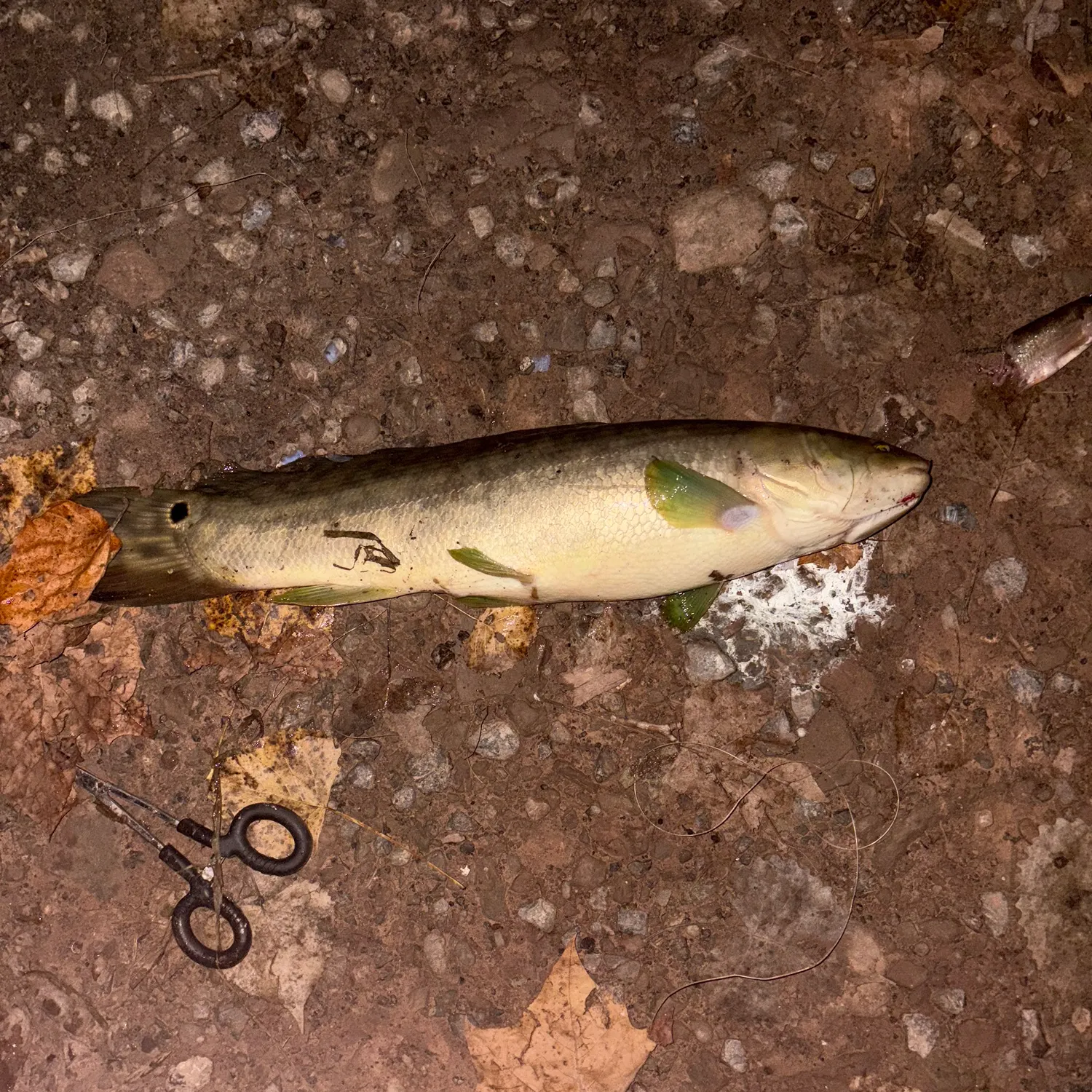 Eyetail bowfin caught on Fishbrain