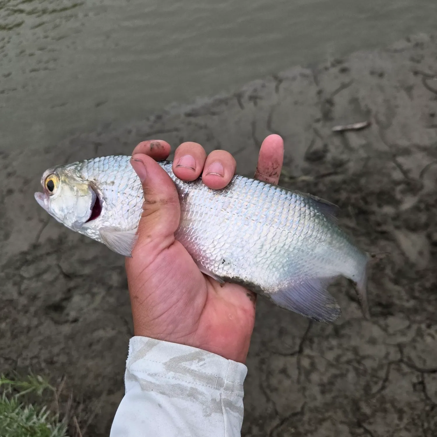 The most recent Goldeye catches on Fishbrain
