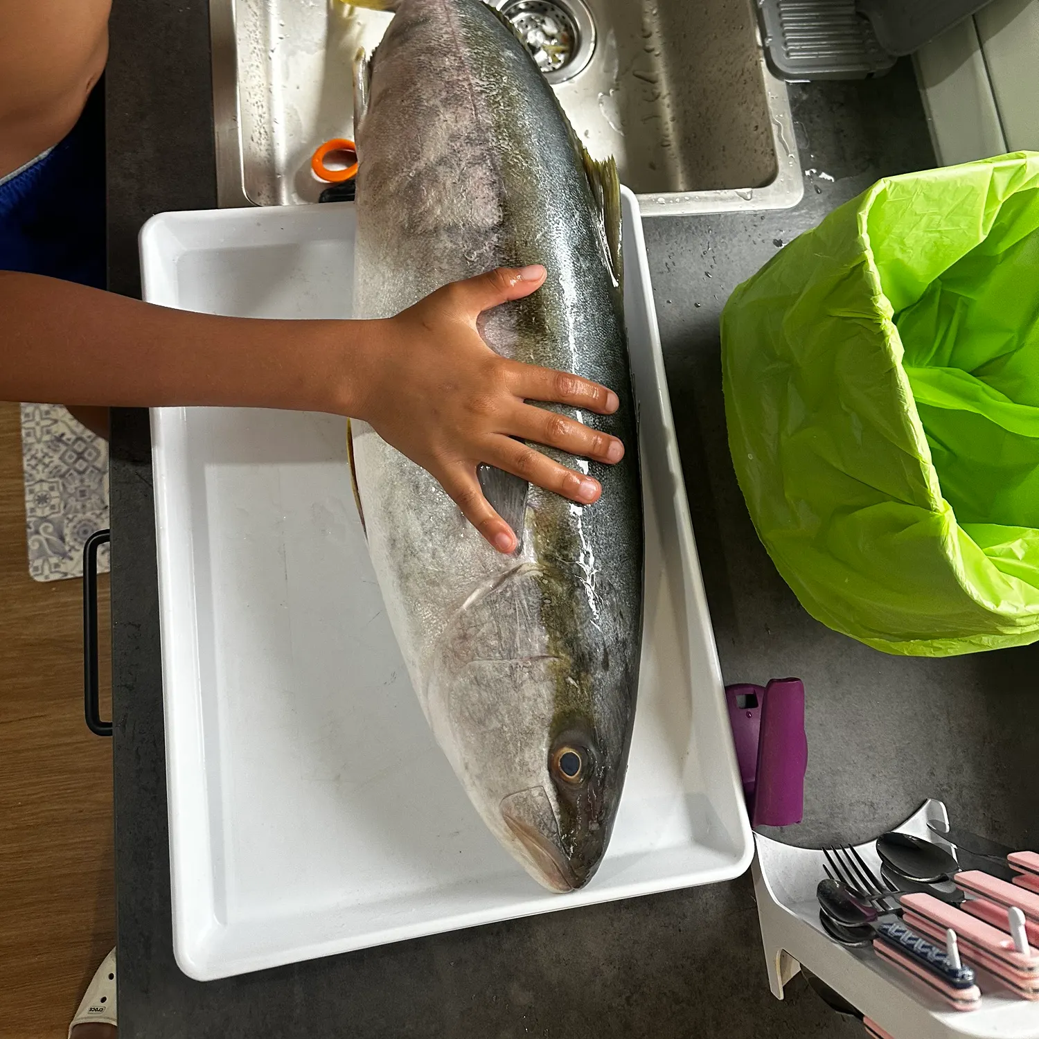 The most recent Southern yellowtail amberjack catches on Fishbrain