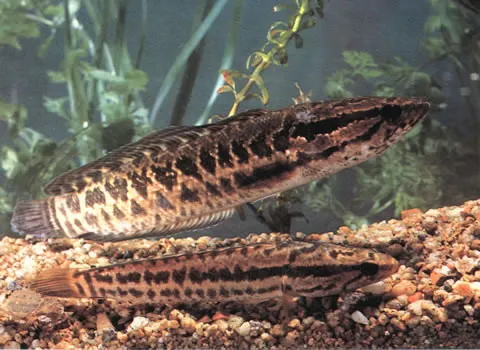 Blotched snakehead