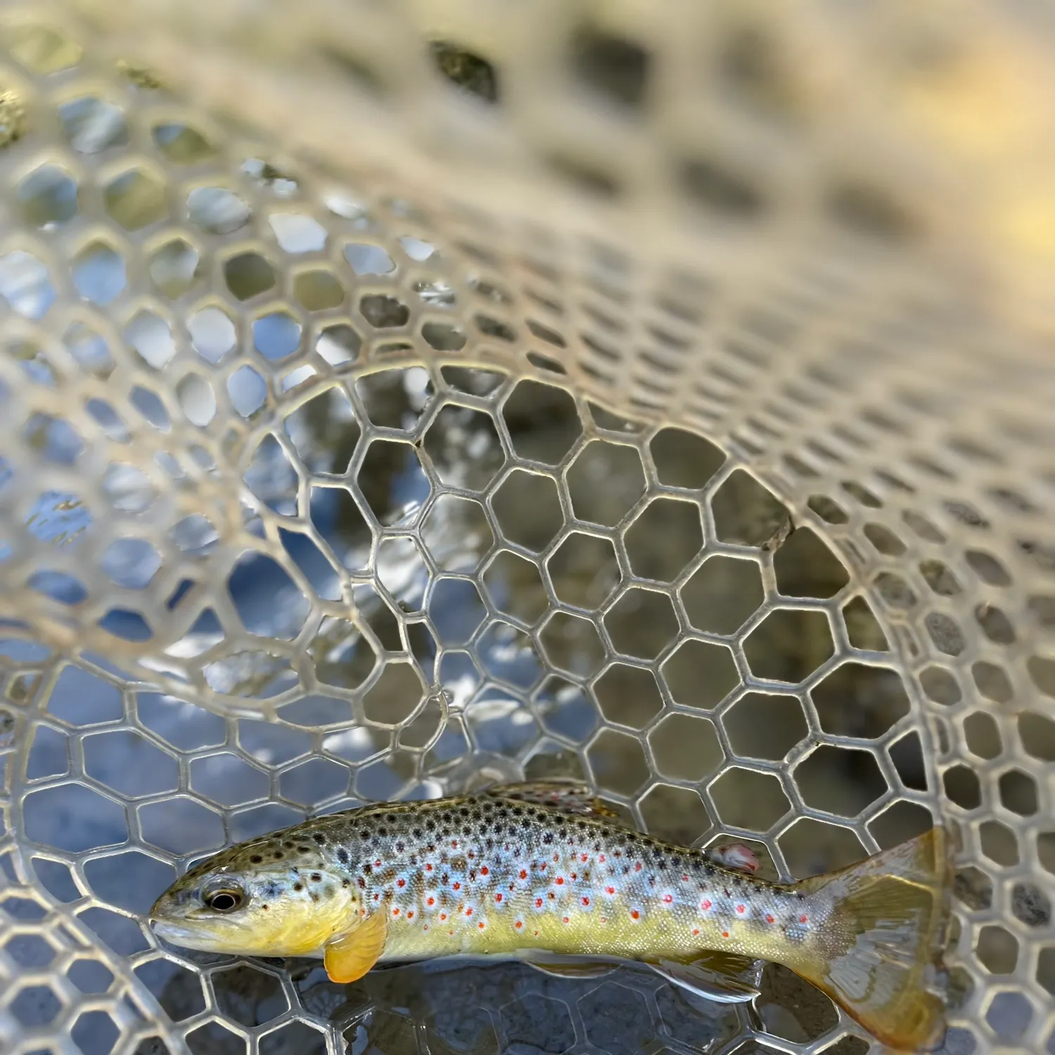 Brown trout caught on Fishbrain