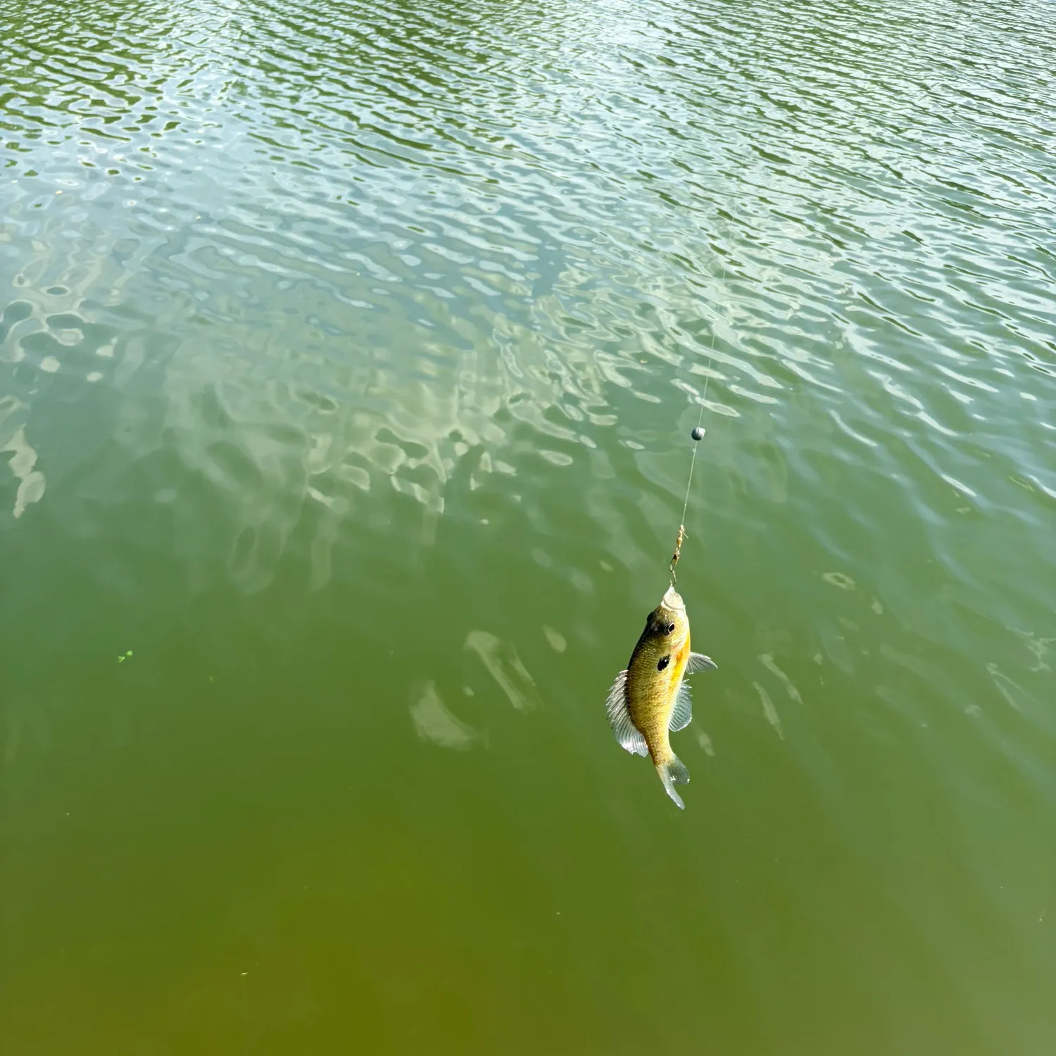 Bluegill caught on Fishbrain