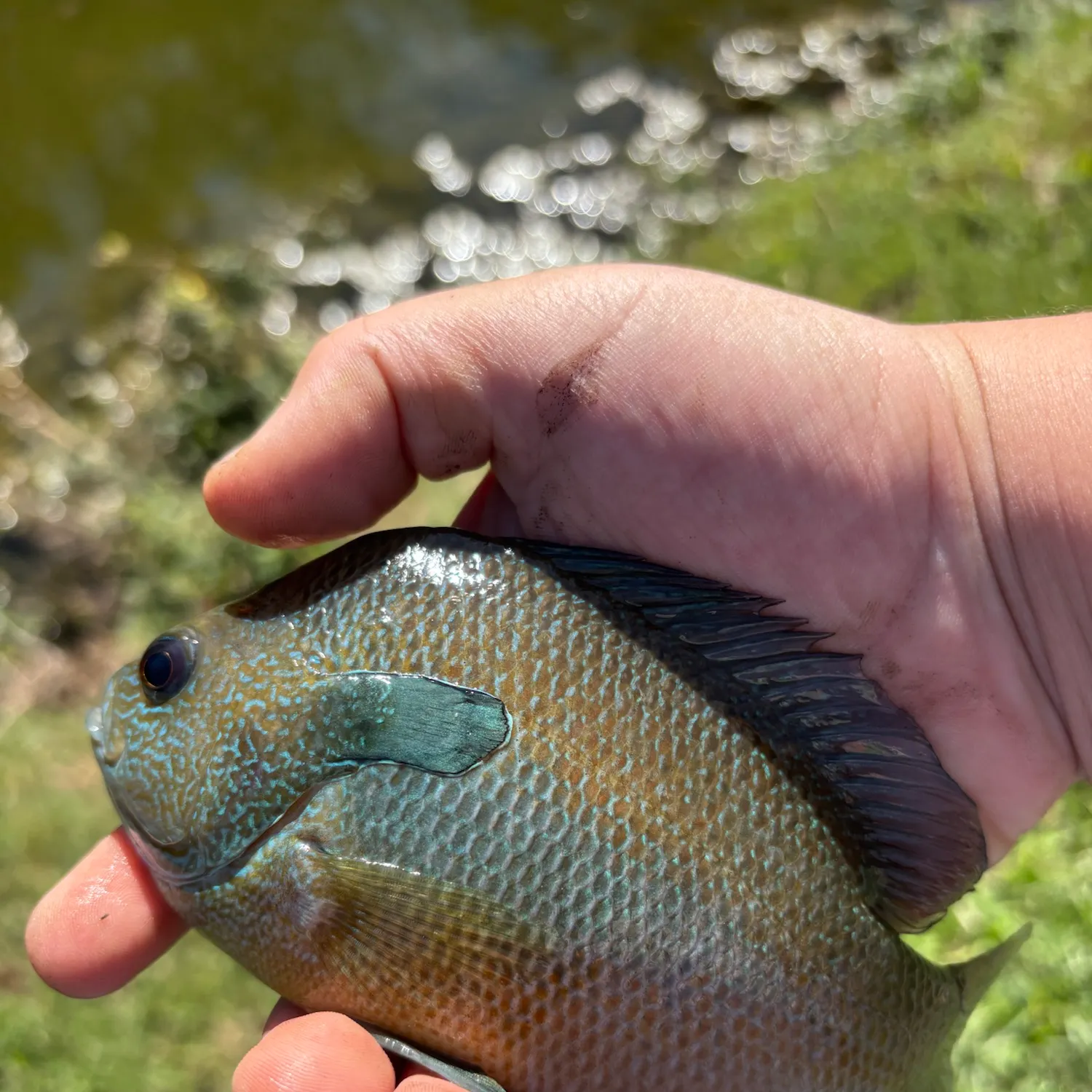 Longear sunfish caught on Fishbrain