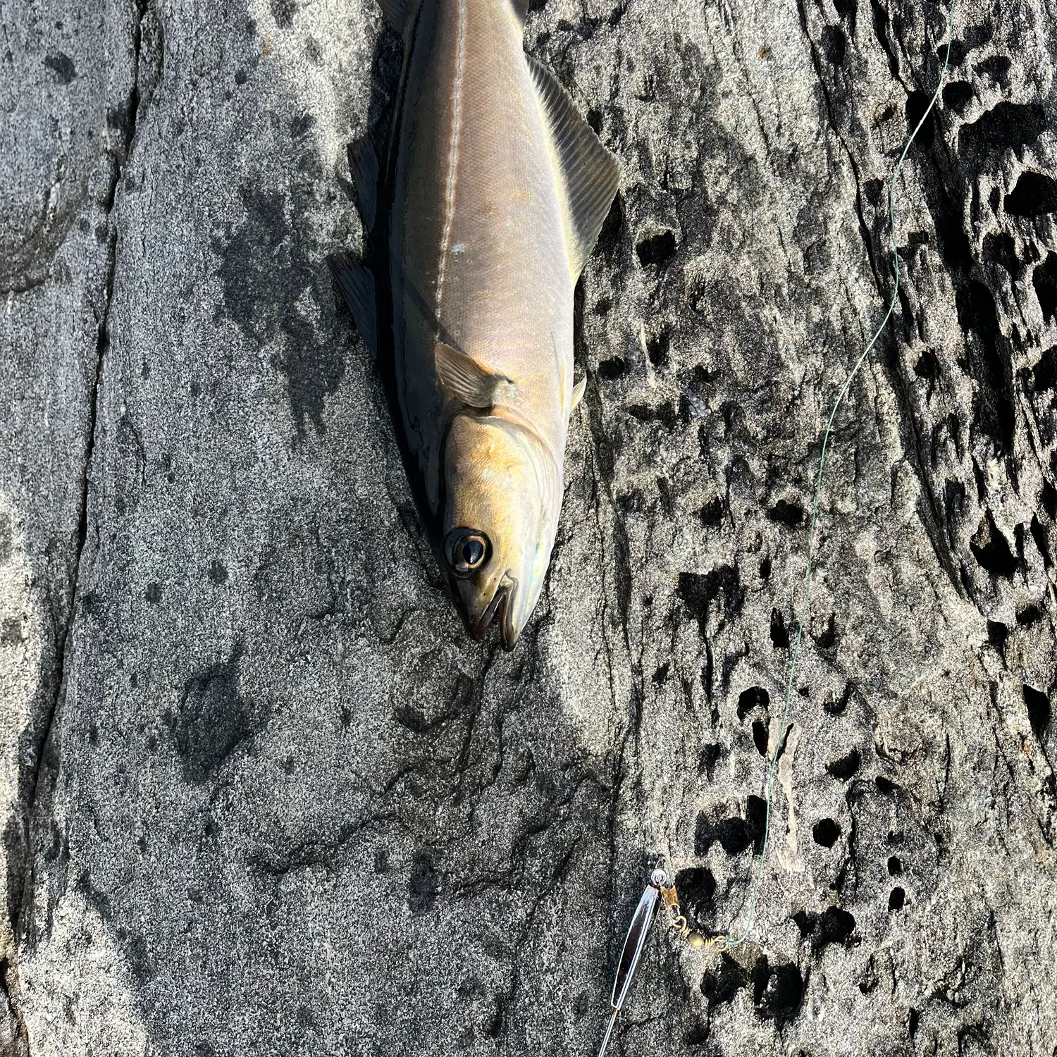 The most recent Atlantic pollock catches on Fishbrain