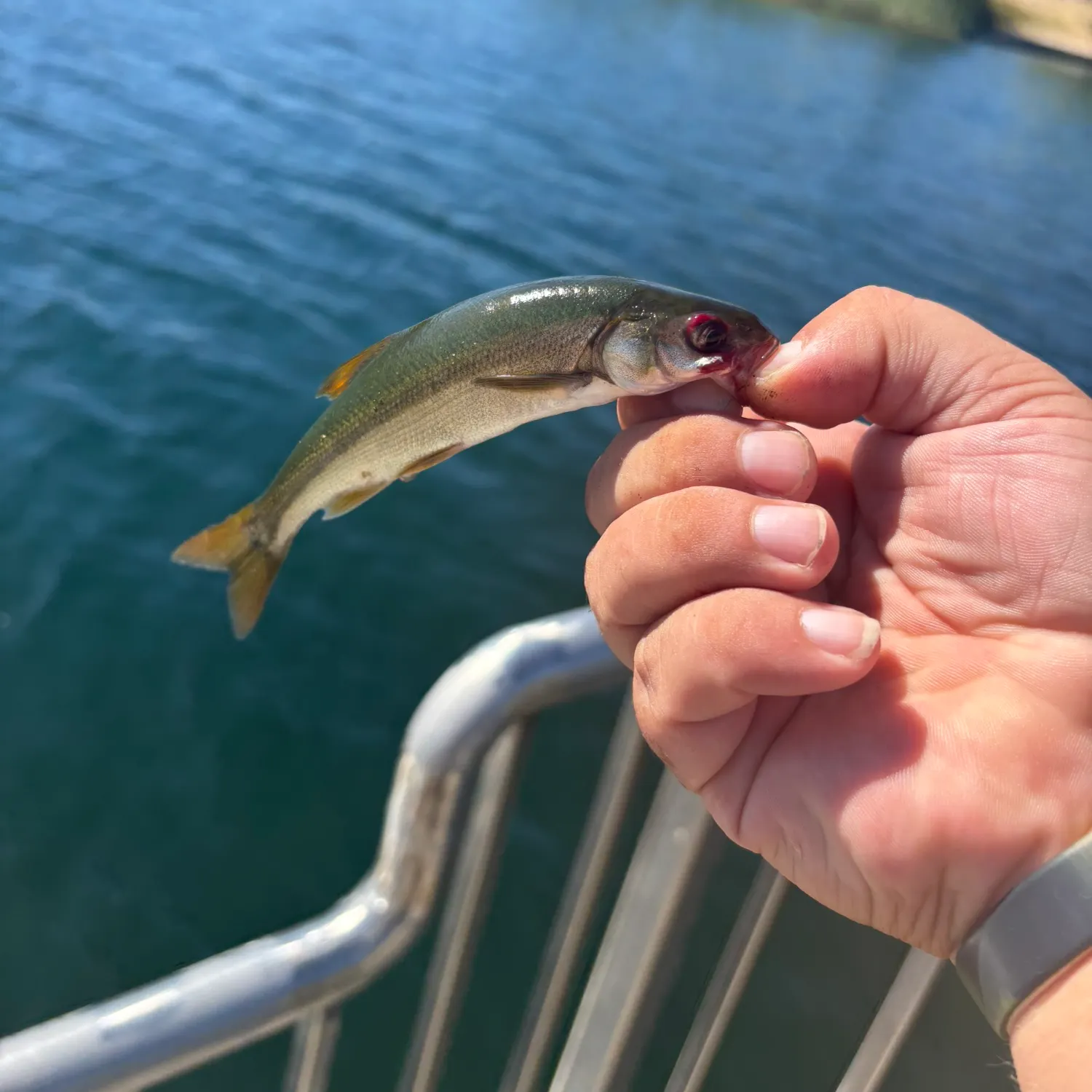 Sacramento pikeminnow caught on Fishbrain