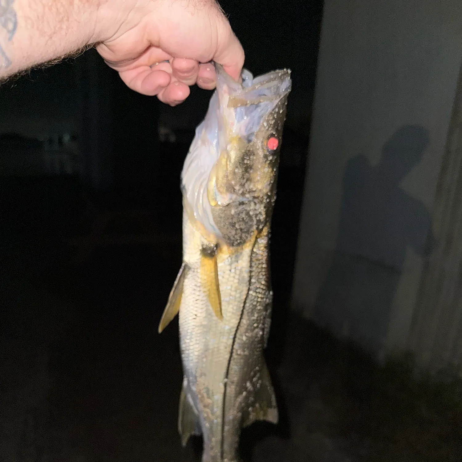 Common snook caught on Fishbrain