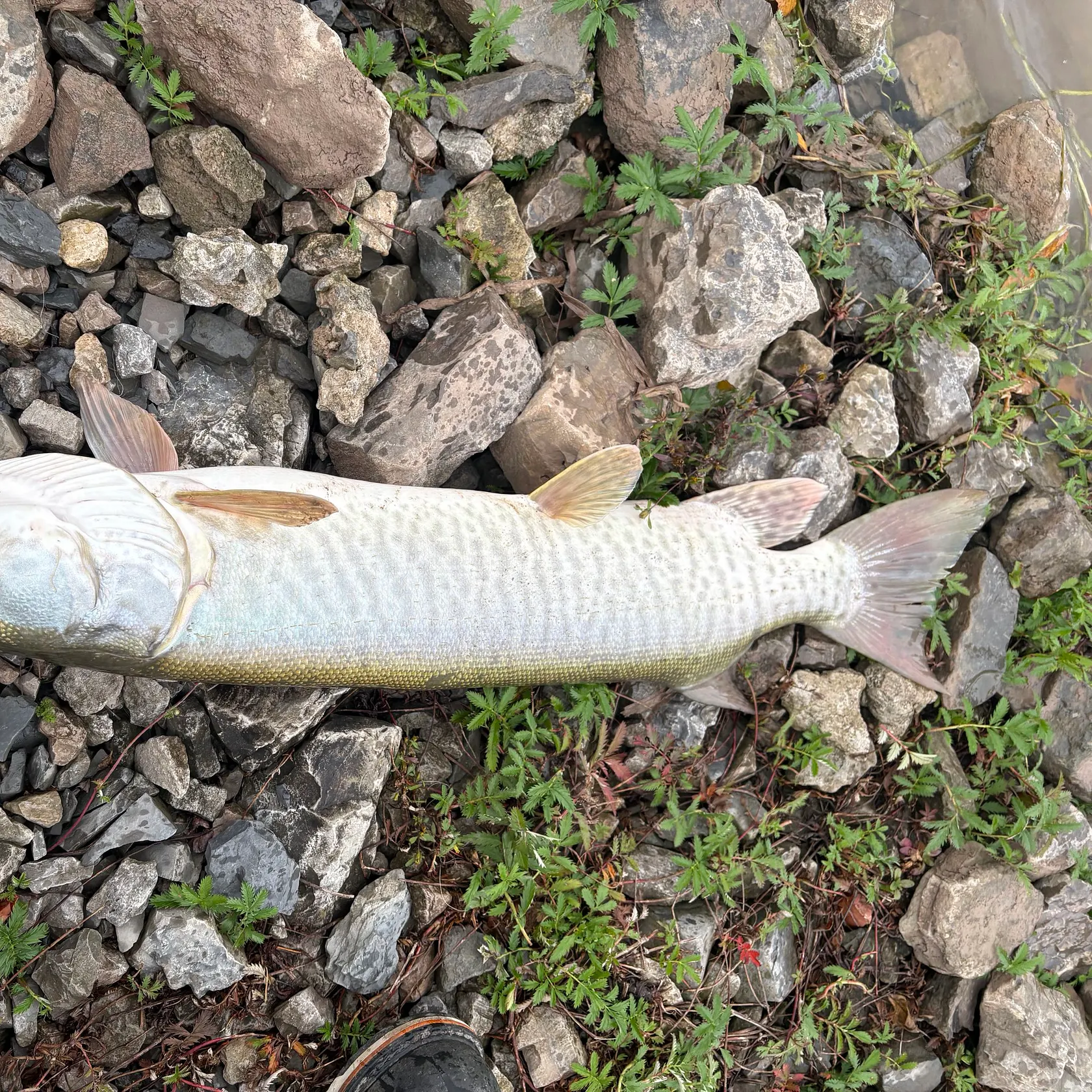 Muskie caught on Fishbrain