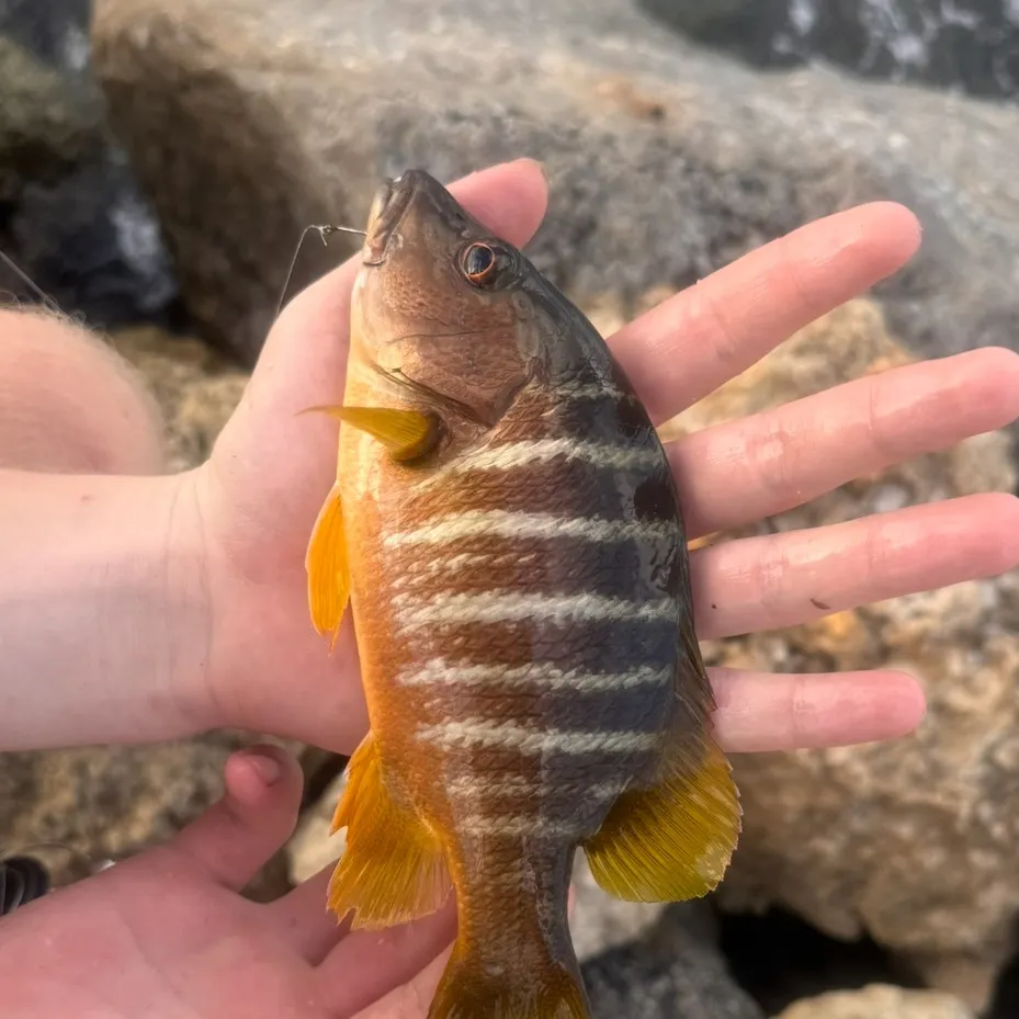 Schoolmaster snapper caught on Fishbrain