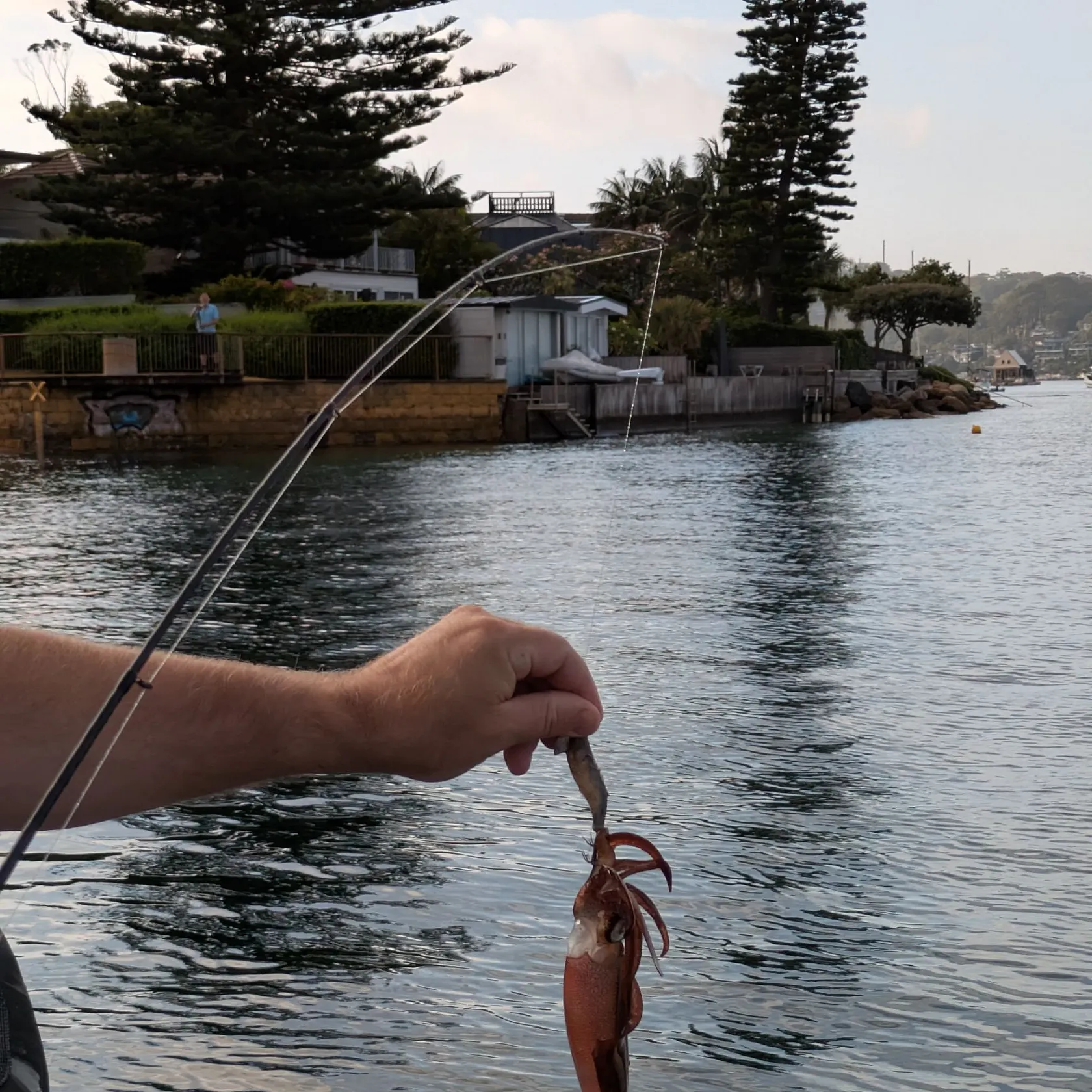 The most recent Southern calamari catches on Fishbrain