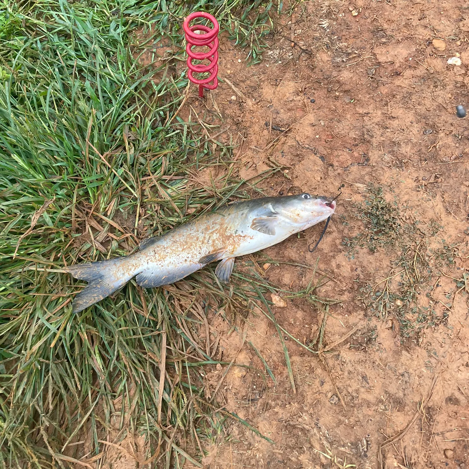 Channel catfish caught on Fishbrain