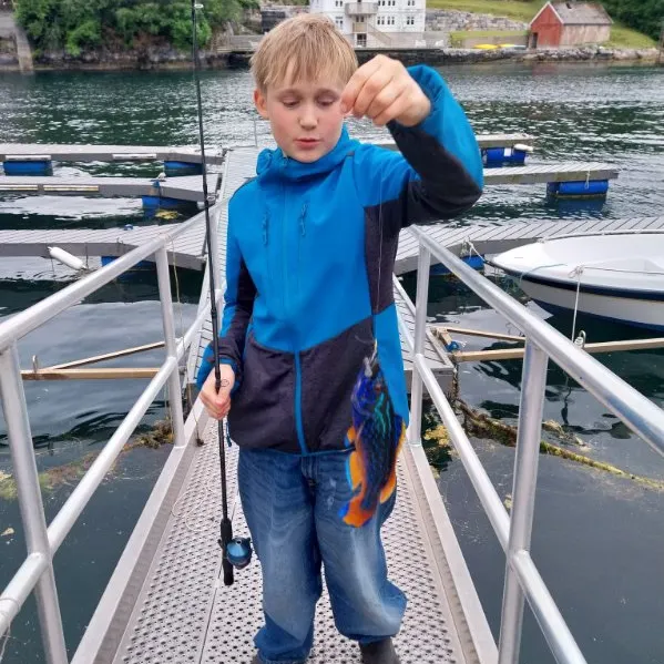 The most recent Cuckoo wrasse catches on Fishbrain