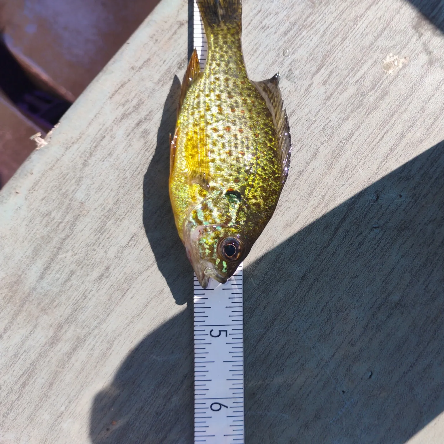 Pumpkinseed caught on Fishbrain