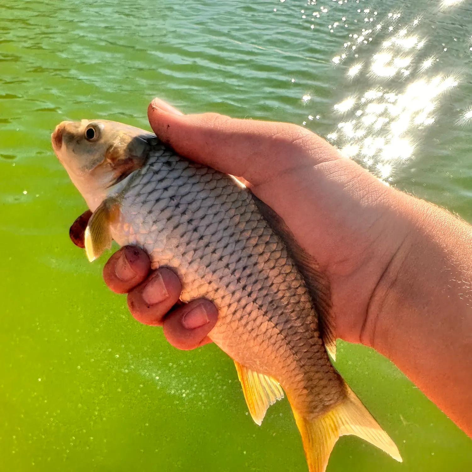 Common carp caught on Fishbrain