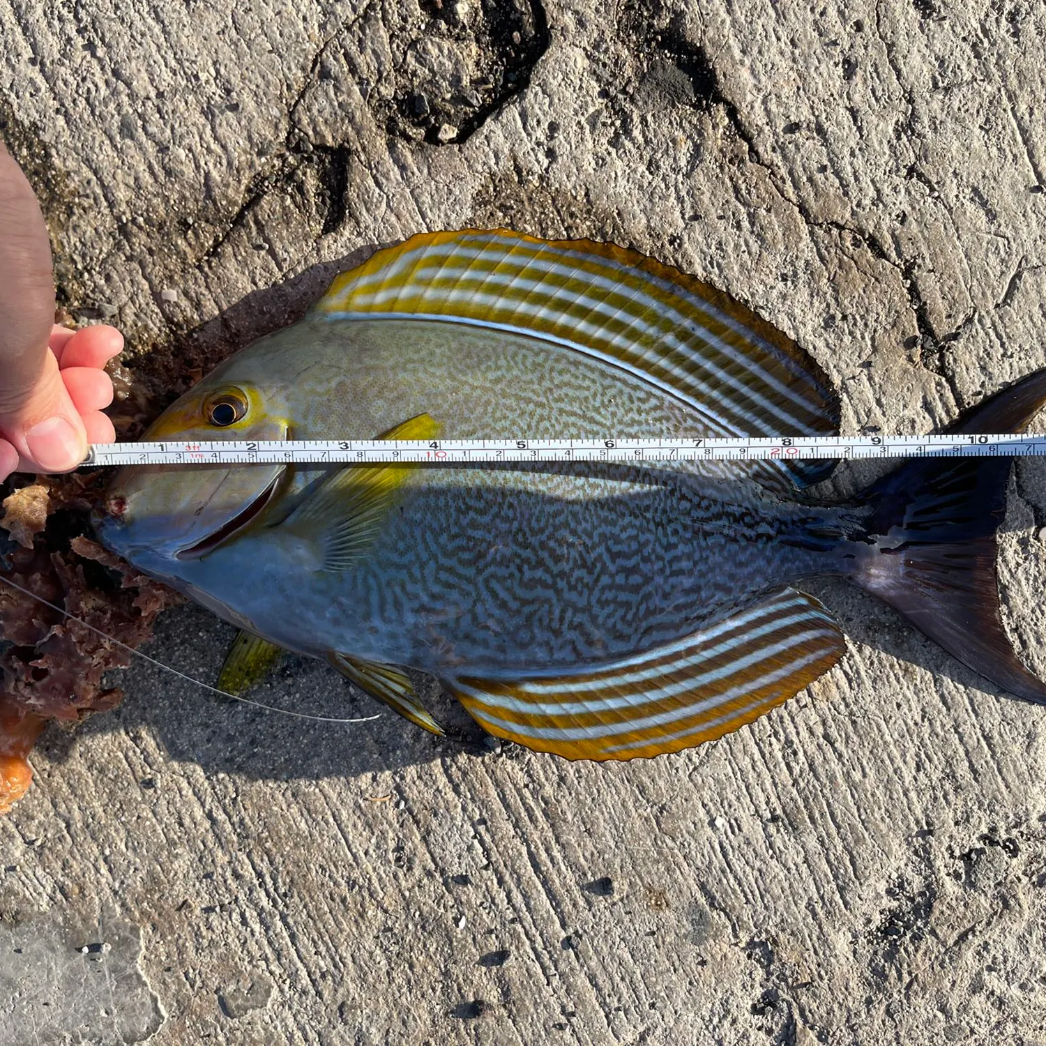 recently logged catches