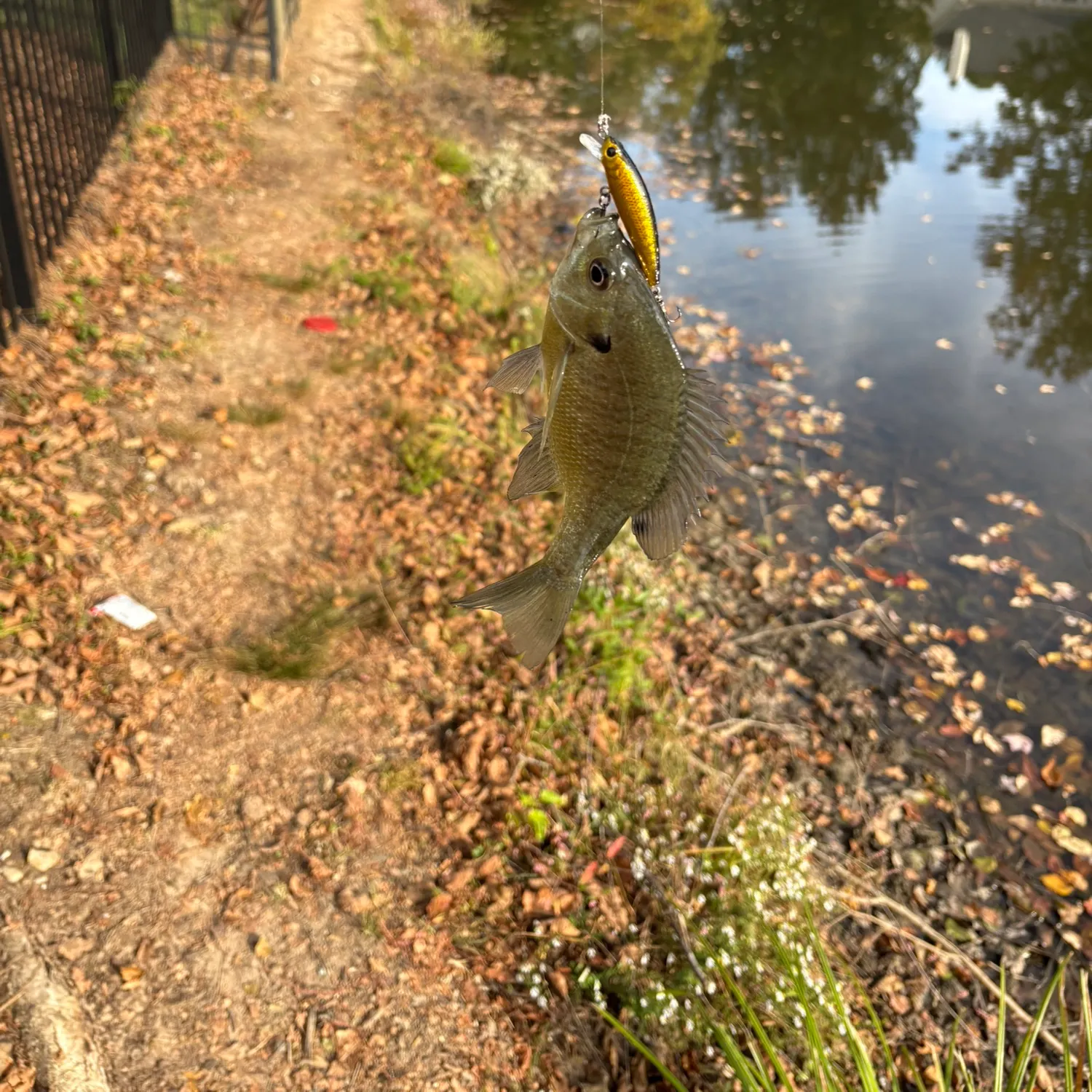 Bluegill caught on Fishbrain