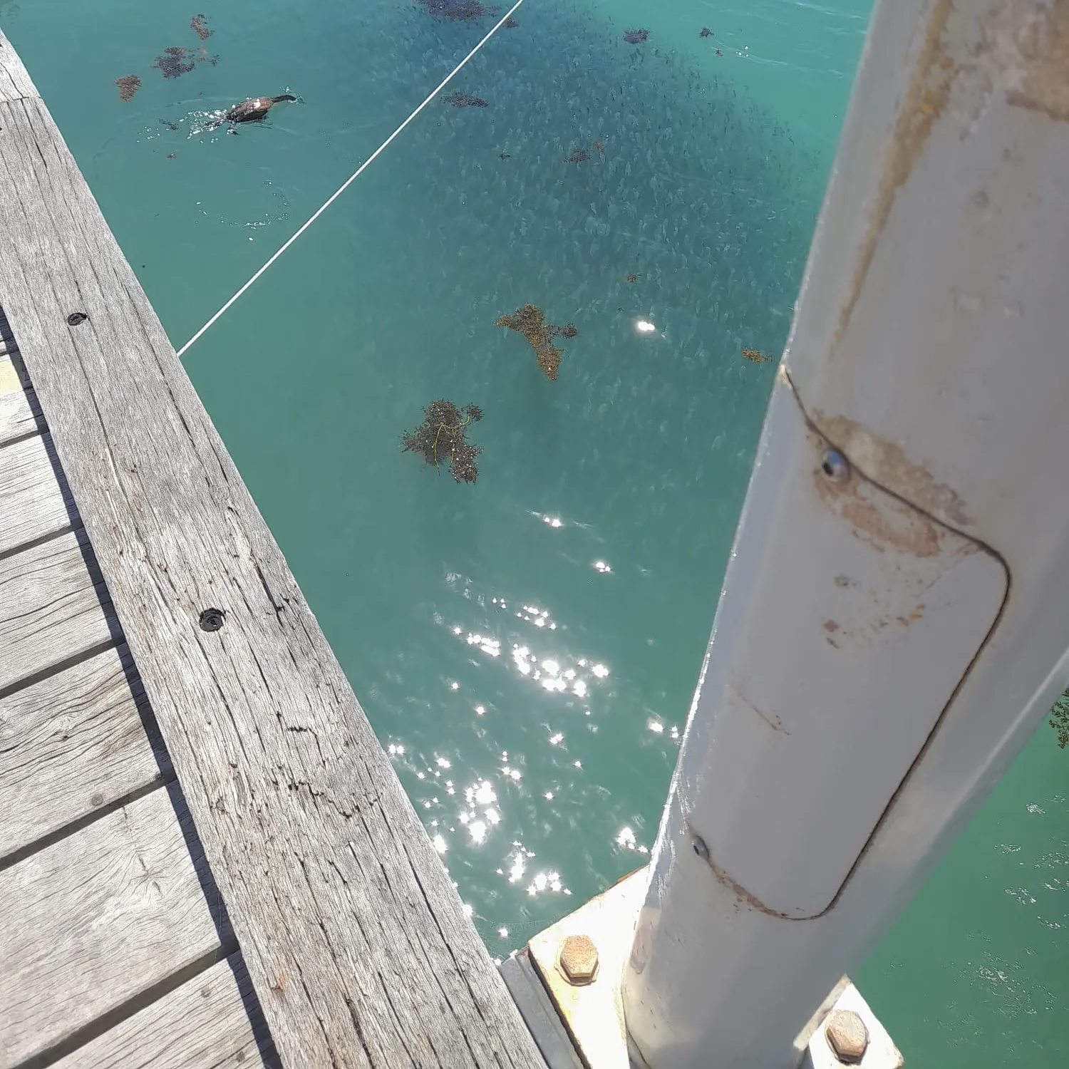 Fish caught on Fishbrain
