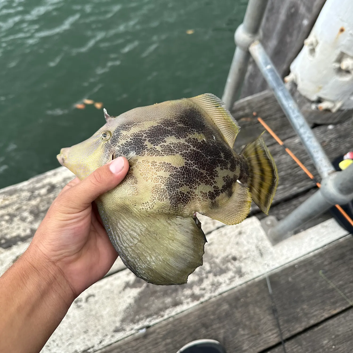 The most recent Large-scaled leatherjacket catches on Fishbrain