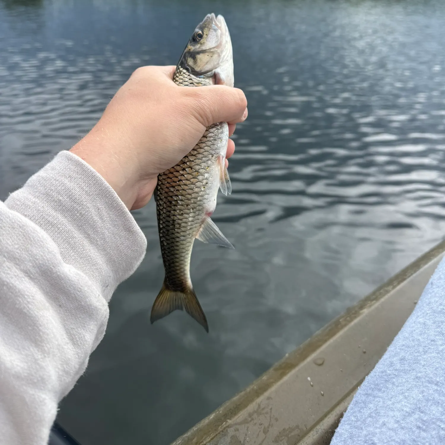 Fallfish caught on Fishbrain
