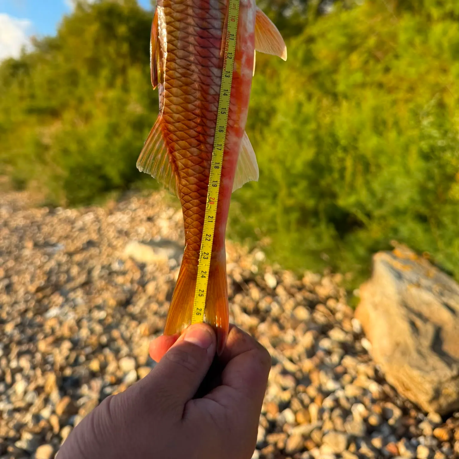 The most recent Striped red mullet catches on Fishbrain