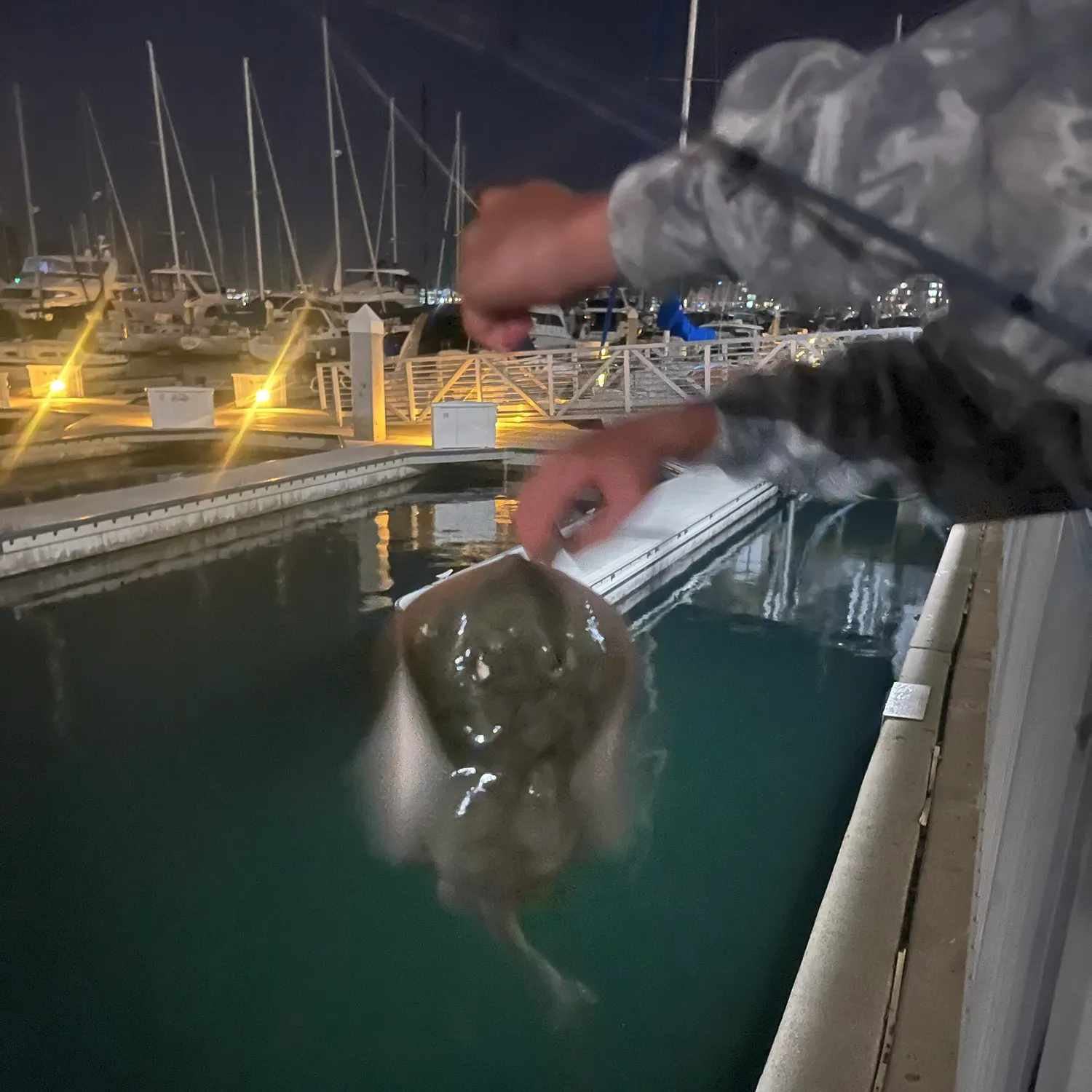The most recent Sharpnose stingray catches on Fishbrain